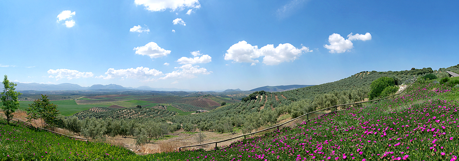 Panoramic Landscape